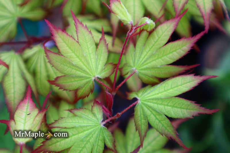 - Acer palmatum 'Firefly' Japanese Maple - Mr Maple │ Buy Japanese Maple Trees