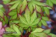 - Acer palmatum 'Firefly' Japanese Maple - Mr Maple │ Buy Japanese Maple Trees