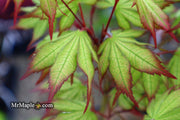 - Acer palmatum 'Firefly' Japanese Maple - Mr Maple │ Buy Japanese Maple Trees