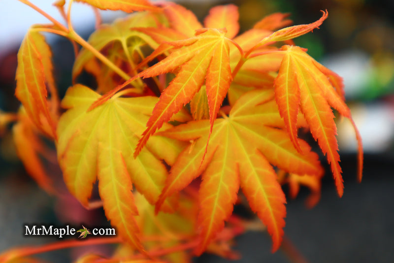 - Acer palmatum 'Alan's Gold' Pinebark Japanese Maple - Mr Maple │ Buy Japanese Maple Trees