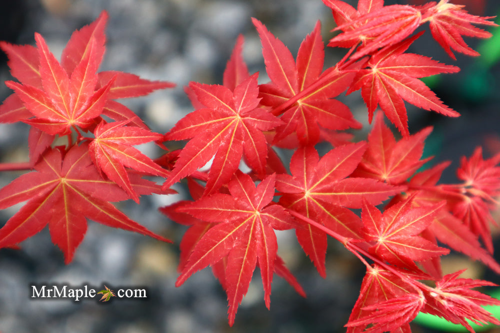 FOR PICKUP ONLY | Acer palmatum 'Shin deshojo' Red Japanese Maple | DOES NOT SHIP
