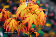 - Acer palmatum 'Alan's Gold' Pinebark Japanese Maple - Mr Maple │ Buy Japanese Maple Trees
