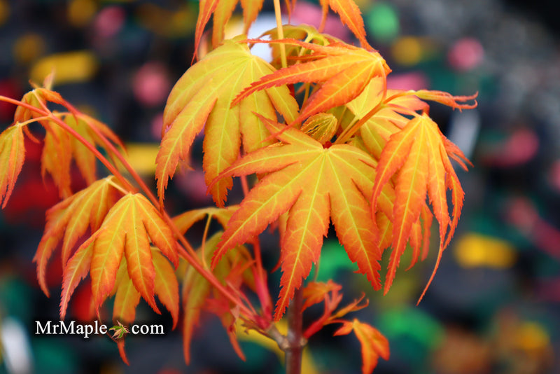 - Acer palmatum 'Alan's Gold' Pinebark Japanese Maple - Mr Maple │ Buy Japanese Maple Trees