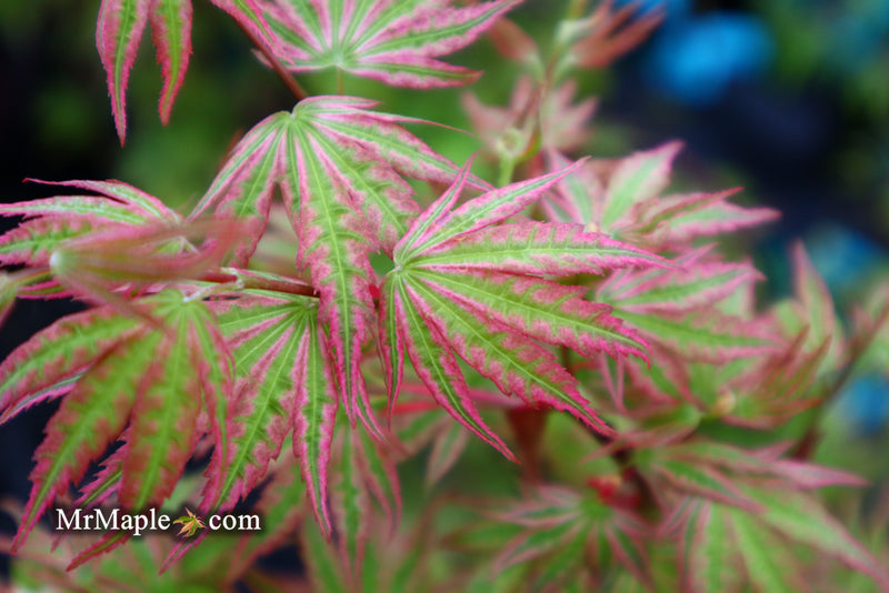 - Acer palmatum 'Ikandi' Japanese Maple - Mr Maple │ Buy Japanese Maple Trees
