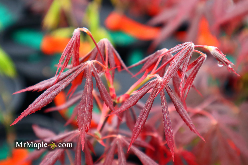 Buy Acer shirasawanum 'Royalty' Red Full Moon Japanese Maple — Mr