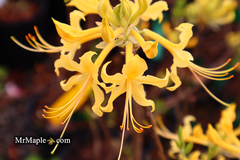 Azalea 'Lemon Lush’ Yellow Flowers Deciduous Azalea
