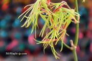 - Acer palmatum 'Yellow Threads' Rare Japanese Maple - Mr Maple │ Buy Japanese Maple Trees