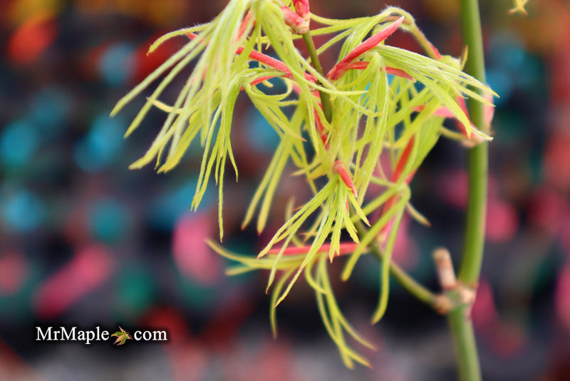 - Acer palmatum 'Yellow Threads' Rare Japanese Maple - Mr Maple │ Buy Japanese Maple Trees