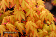 - Acer palmatum 'Dragon Master' Golden Weeping Japanese Maple - Mr Maple │ Buy Japanese Maple Trees