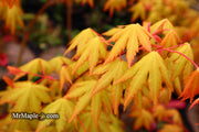 - Acer palmatum 'Dragon Master' Golden Weeping Japanese Maple - Mr Maple │ Buy Japanese Maple Trees