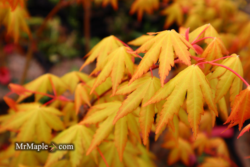 - Acer palmatum 'Dragon Master' Golden Weeping Japanese Maple - Mr Maple │ Buy Japanese Maple Trees