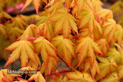 - Acer palmatum 'Dragon Master' Golden Weeping Japanese Maple - Mr Maple │ Buy Japanese Maple Trees