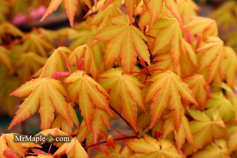 - Acer palmatum 'Dragon Master' Golden Weeping Japanese Maple - Mr Maple │ Buy Japanese Maple Trees