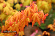 - Acer palmatum 'Dragon Master' Golden Weeping Japanese Maple - Mr Maple │ Buy Japanese Maple Trees
