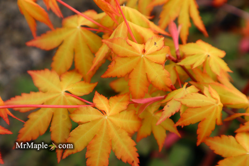 - Acer palmatum 'Dragon Master' Golden Weeping Japanese Maple - Mr Maple │ Buy Japanese Maple Trees