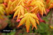 - Acer palmatum 'Dragon Master' Golden Weeping Japanese Maple - Mr Maple │ Buy Japanese Maple Trees