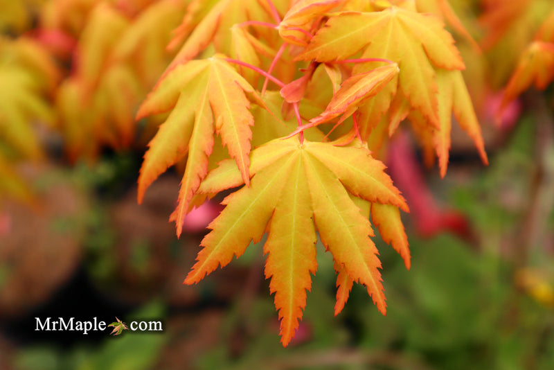 - Acer palmatum 'Dragon Master' Golden Weeping Japanese Maple - Mr Maple │ Buy Japanese Maple Trees