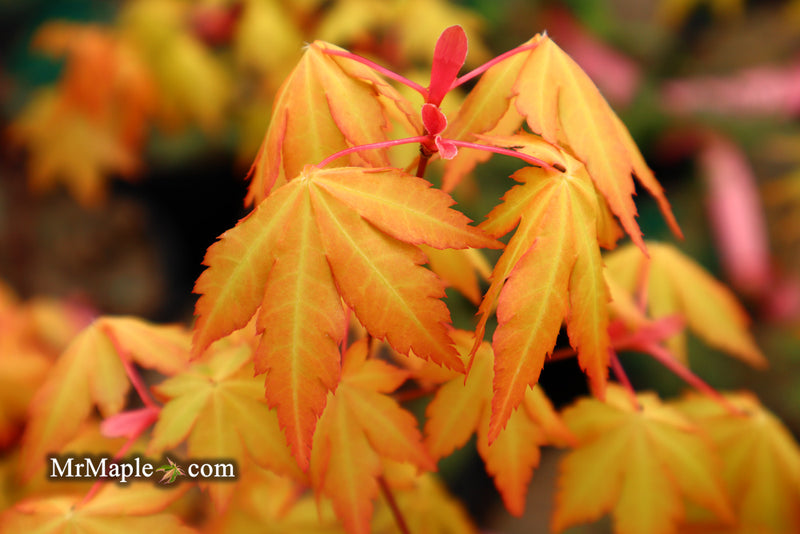 - Acer palmatum 'Dragon Master' Golden Weeping Japanese Maple - Mr Maple │ Buy Japanese Maple Trees