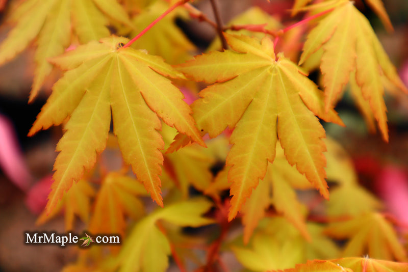 - Acer palmatum 'Dragon Master' Golden Weeping Japanese Maple - Mr Maple │ Buy Japanese Maple Trees