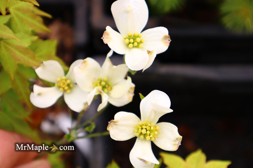Cornus florida 'Canis Minimus' White Blooming Dogwood