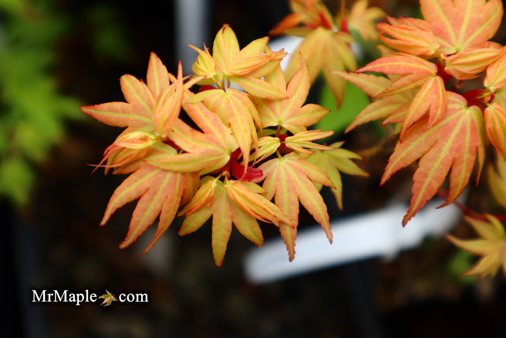Acer palmatum 'Lady Bug' Japanese Maple