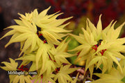 - Acer palmatum 'Mayday' Rare Dwarf Japanese Maple - Mr Maple │ Buy Japanese Maple Trees