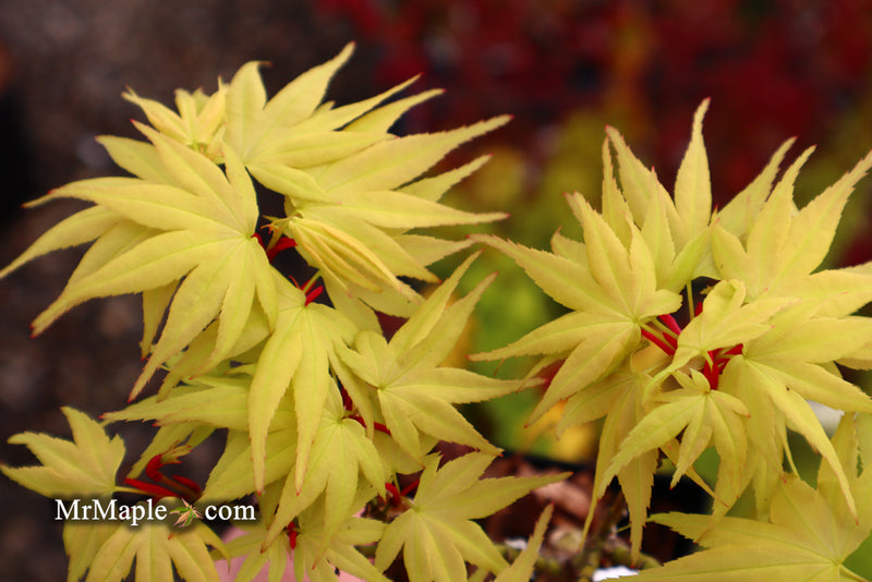 - Acer palmatum 'Mayday' Rare Dwarf Japanese Maple - Mr Maple │ Buy Japanese Maple Trees