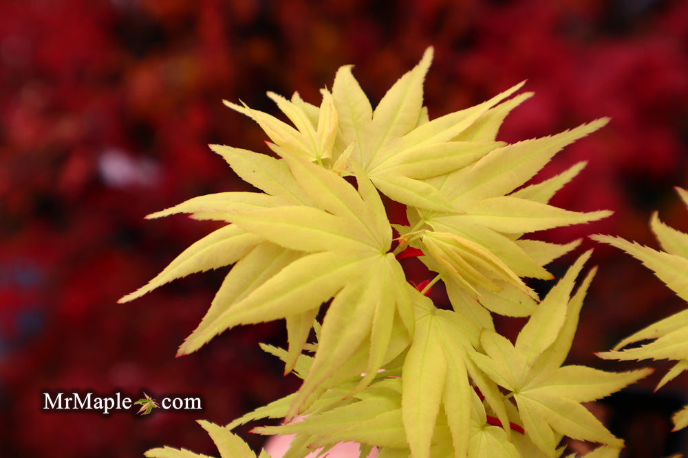 Maple様お取り置き 11/4まで Buy Acer palmatum 'Lemon Lime Lace' Japanese Maple — Mr Maple
