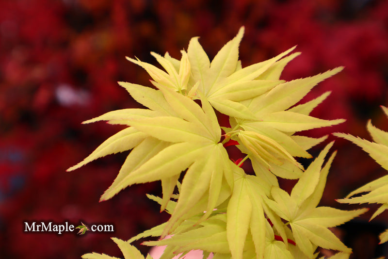 - Acer palmatum 'Mayday' Rare Dwarf Japanese Maple - Mr Maple │ Buy Japanese Maple Trees