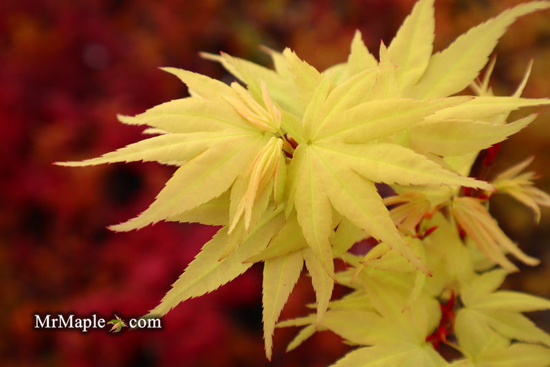 - Acer palmatum 'Mayday' Rare Dwarf Japanese Maple - Mr Maple │ Buy Japanese Maple Trees