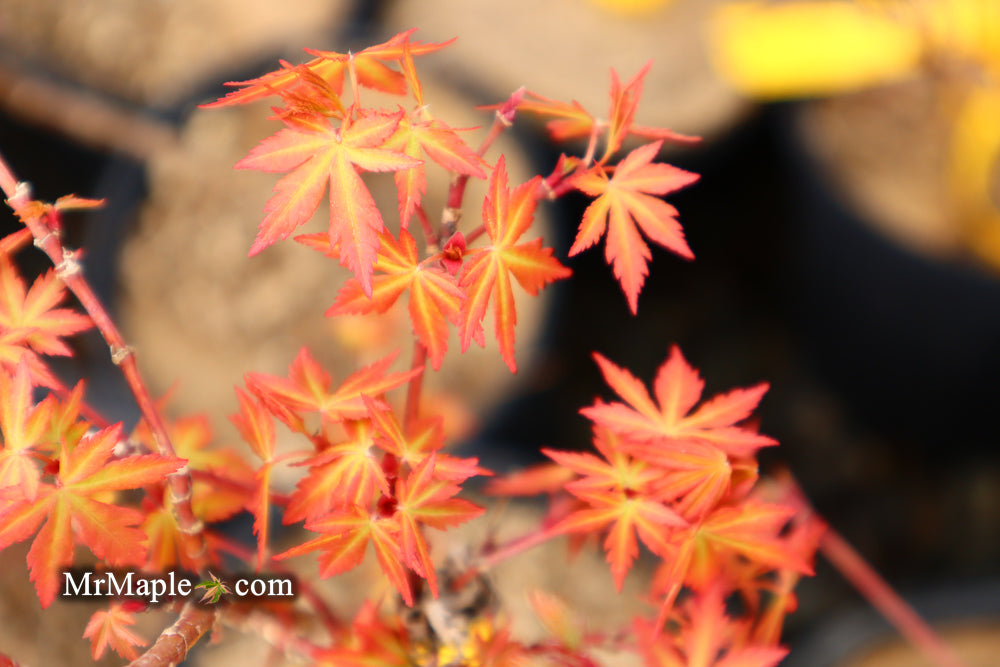 Acer palmatum 'Bonsai Baby' Dwarf Japanese Maple Seedlings