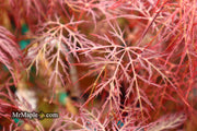 - Acer palmatum 'Red Filigree Lace' Dwarf Japanese Maple - Mr Maple │ Buy Japanese Maple Trees