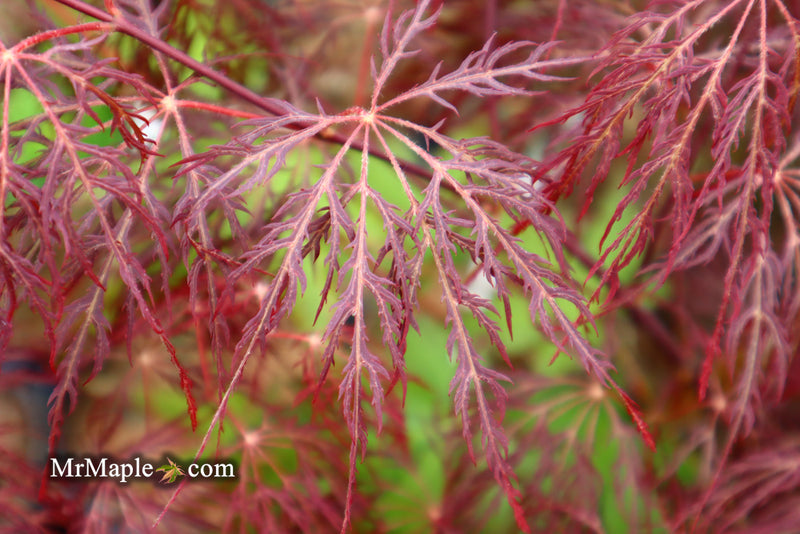 - Acer palmatum 'Red Filigree Lace' Dwarf Japanese Maple - Mr Maple │ Buy Japanese Maple Trees