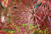 - Acer palmatum 'Red Filigree Lace' Dwarf Japanese Maple - Mr Maple │ Buy Japanese Maple Trees