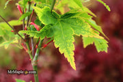 - Acer palmatum 'Sagara nishiki' Japanese Maple - Mr Maple │ Buy Japanese Maple Trees