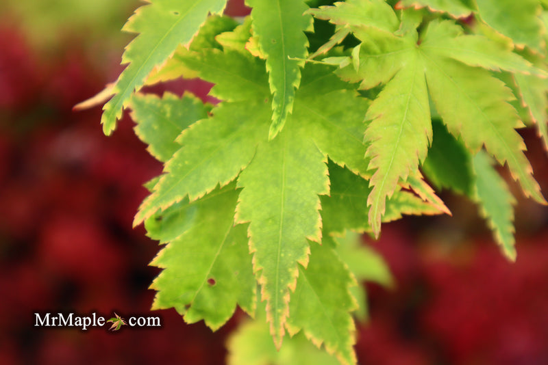- Acer palmatum 'Sagara nishiki' Japanese Maple - Mr Maple │ Buy Japanese Maple Trees