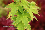 - Acer palmatum 'Sagara nishiki' Japanese Maple - Mr Maple │ Buy Japanese Maple Trees