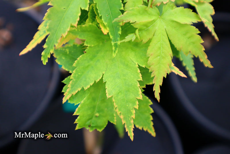 - Acer palmatum 'Sagara nishiki' Japanese Maple - Mr Maple │ Buy Japanese Maple Trees