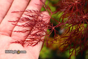 - Acer palmatum 'Red Filigree Lace' Dwarf Japanese Maple - Mr Maple │ Buy Japanese Maple Trees