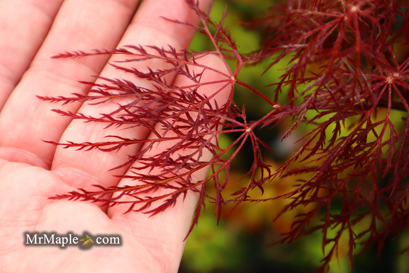 - Acer palmatum 'Red Filigree Lace' Dwarf Japanese Maple - Mr Maple │ Buy Japanese Maple Trees