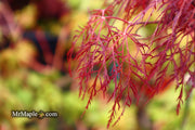 - Acer palmatum 'Red Filigree Lace' Dwarf Japanese Maple - Mr Maple │ Buy Japanese Maple Trees