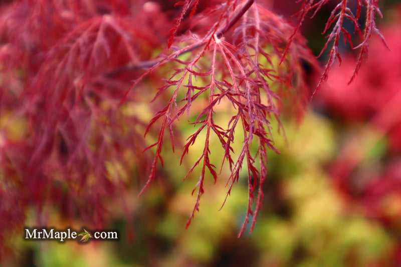 - Acer palmatum 'Red Filigree Lace' Dwarf Japanese Maple - Mr Maple │ Buy Japanese Maple Trees