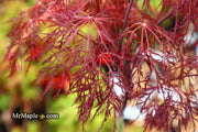 - Acer palmatum 'Red Filigree Lace' Dwarf Japanese Maple - Mr Maple │ Buy Japanese Maple Trees