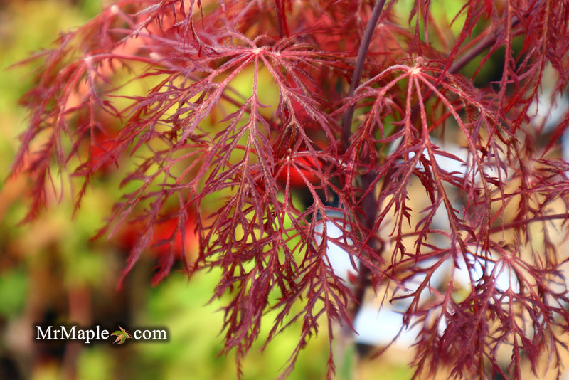 - Acer palmatum 'Red Filigree Lace' Dwarf Japanese Maple - Mr Maple │ Buy Japanese Maple Trees