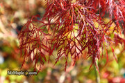 - Acer palmatum 'Red Filigree Lace' Dwarf Japanese Maple - Mr Maple │ Buy Japanese Maple Trees