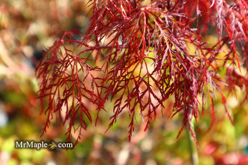 - Acer palmatum 'Red Filigree Lace' Dwarf Japanese Maple - Mr Maple │ Buy Japanese Maple Trees