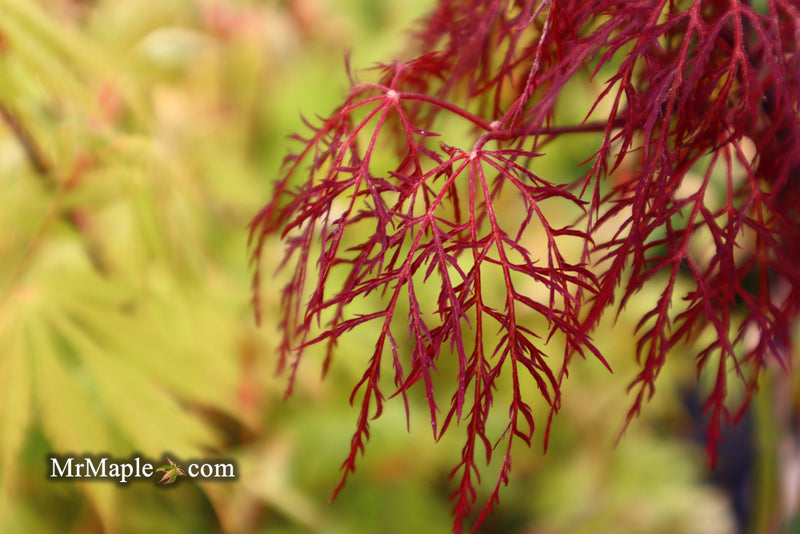 - Acer palmatum 'Red Filigree Lace' Dwarf Japanese Maple - Mr Maple │ Buy Japanese Maple Trees