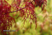 - Acer palmatum 'Red Filigree Lace' Dwarf Japanese Maple - Mr Maple │ Buy Japanese Maple Trees