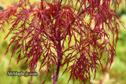 - Acer palmatum 'Red Filigree Lace' Dwarf Japanese Maple - Mr Maple │ Buy Japanese Maple Trees