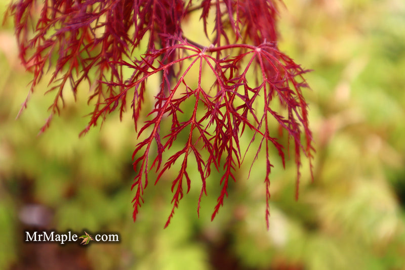 - Acer palmatum 'Red Filigree Lace' Dwarf Japanese Maple - Mr Maple │ Buy Japanese Maple Trees